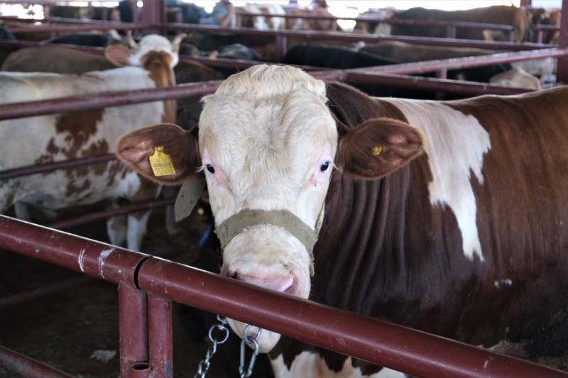 ‘Tarım Cebimde’ uygulaması ile kurbanlıkların bütün bilgilerine ulaşılıyor
