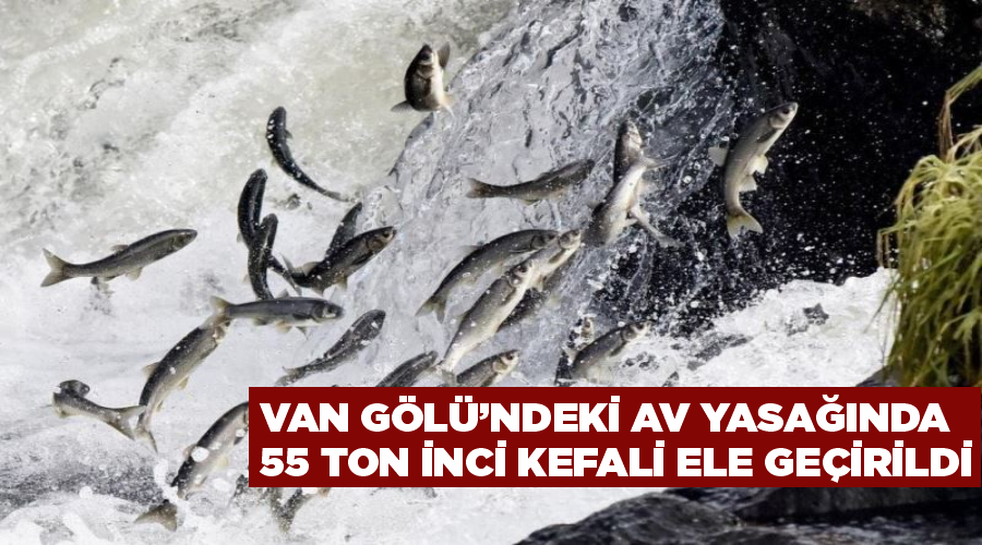 Van Gölü’ndeki av yasağında 55 ton inci kefali ele geçirildi