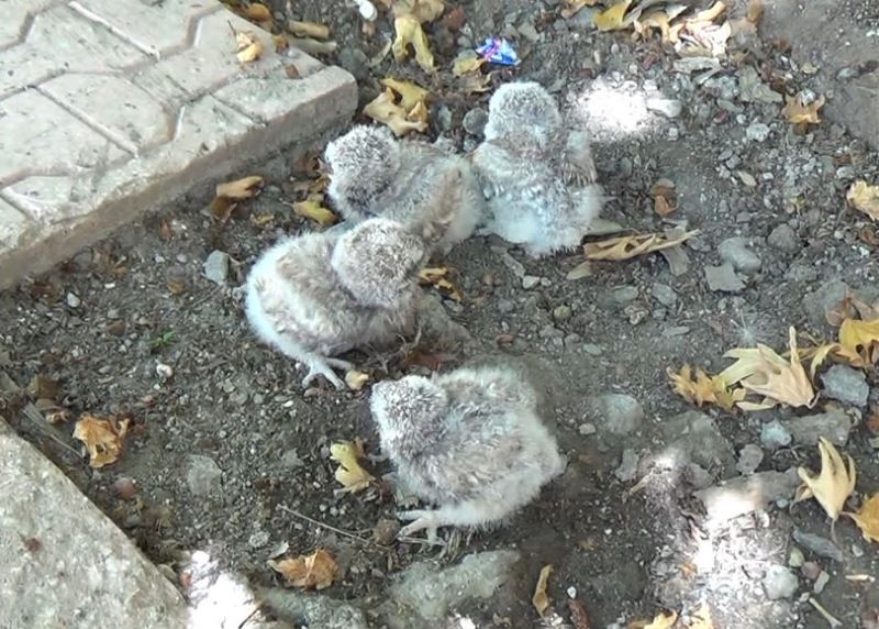 Tunceli’de annelerinin terk ettiği yavru baykuşlar koruma altına alındı
