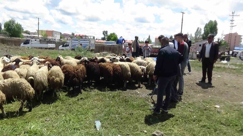 Kars’ta kurbanlık çok, alan yok
