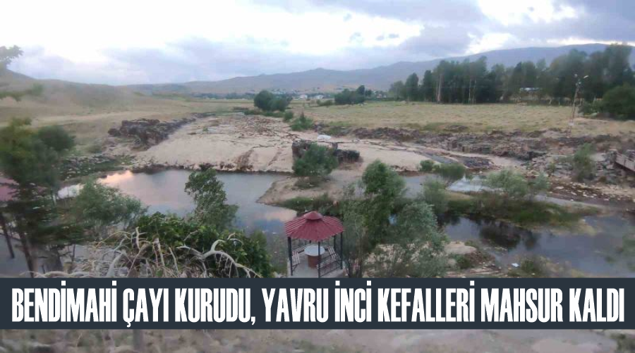 Bendimahi Çayı kurudu, yavru inci kefalleri mahsur kaldı