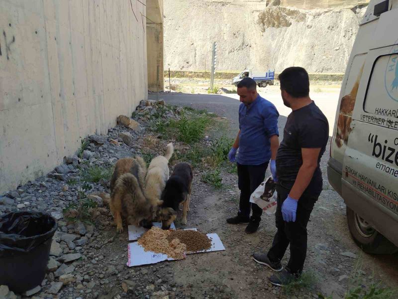 Hakkari’de sokak hayvanları için sakatat bırakıldı
