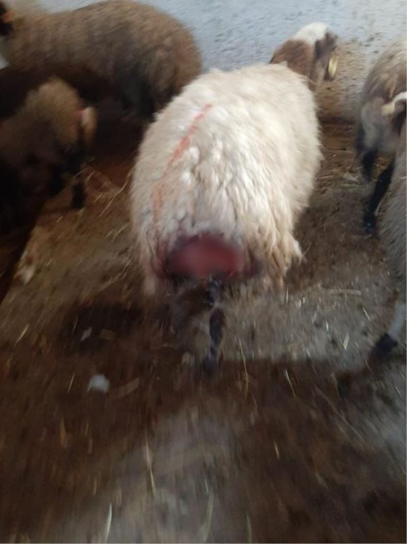 Kars’ta kurt dehşeti: Ağıldaki koyunlara kurt saldırdı, 30 koyun telef oldu
