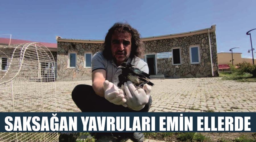 Saksağan yavruları emin ellerde