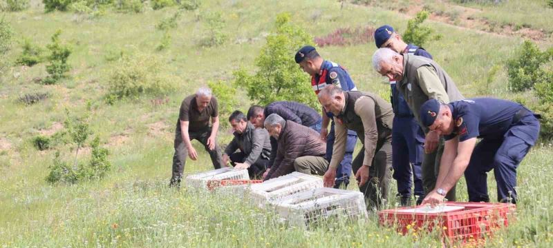 Elazığ’da doğaya keklik salımı yapıldı
