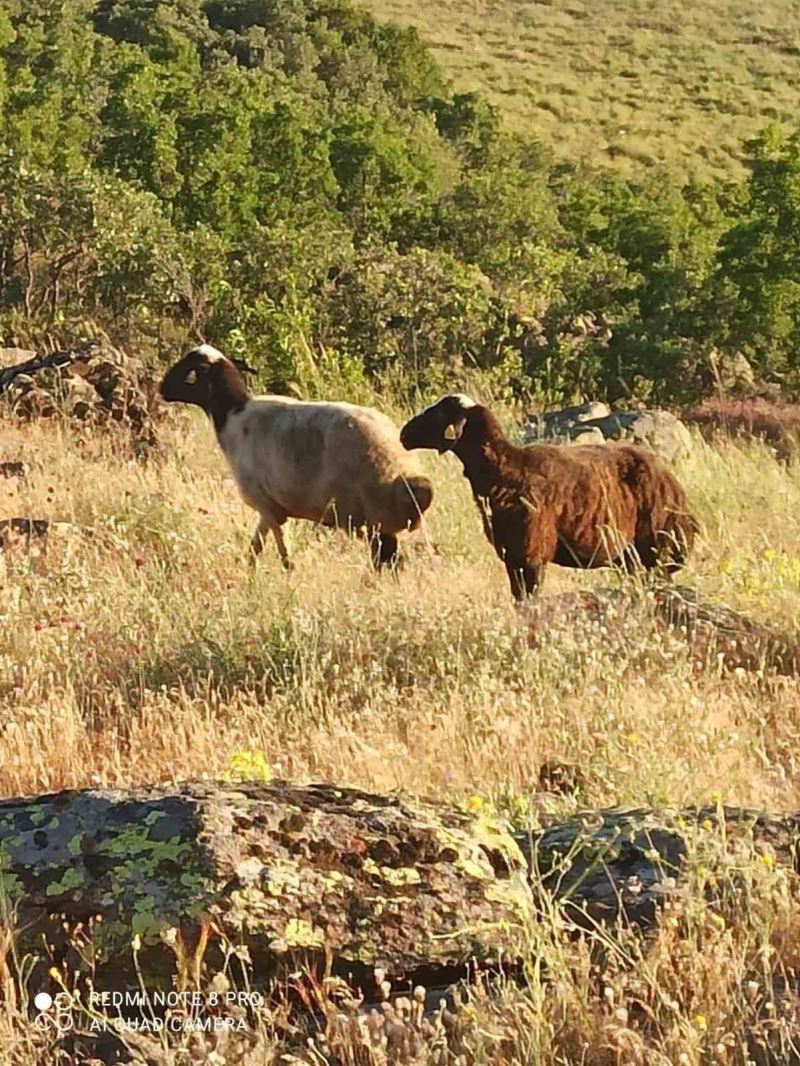 Kesime giderken kaçan kurbanlık koyunları jandarma buldu
