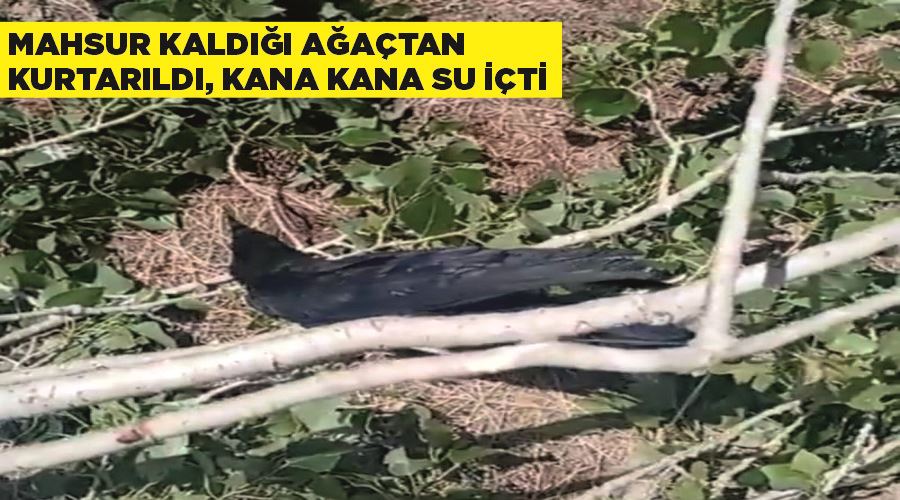 Mahsur kaldığı ağaçtan kurtarıldı, kana kana su içti