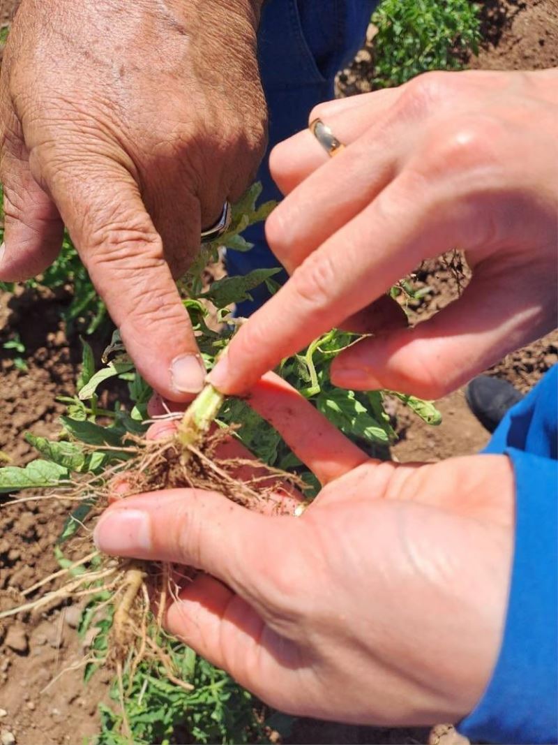 Bingöl’deki sebze ekili alanlar kontrol ediliyor
