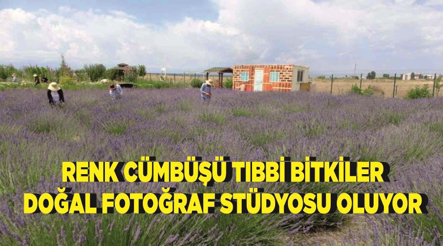 Renk cümbüşü tıbbi bitkiler doğal fotoğraf stüdyosu oluyor