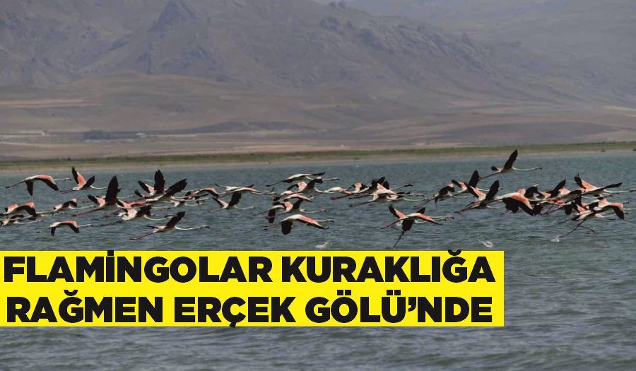 Flamingolar kuraklığa rağmen Erçek Gölü’nde