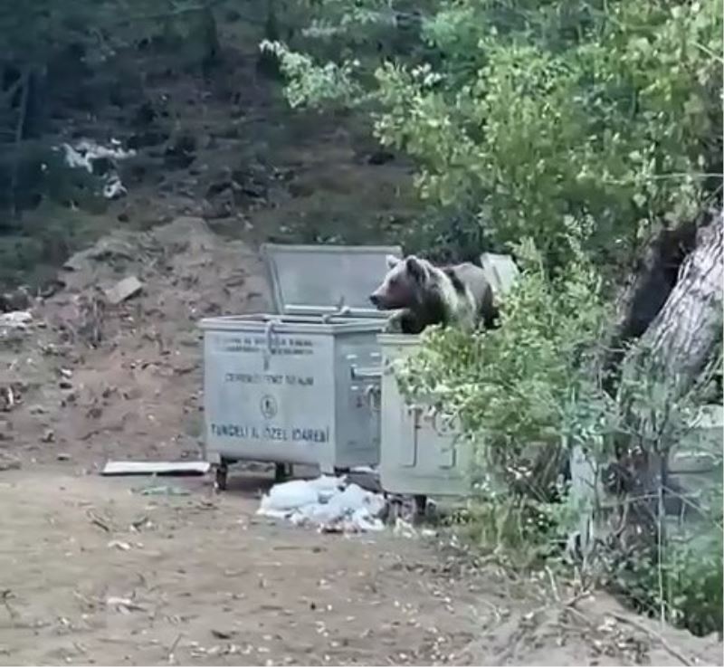 Tunceli’de piknik yapan vatandaşlara ’ayı’ sürprizi
