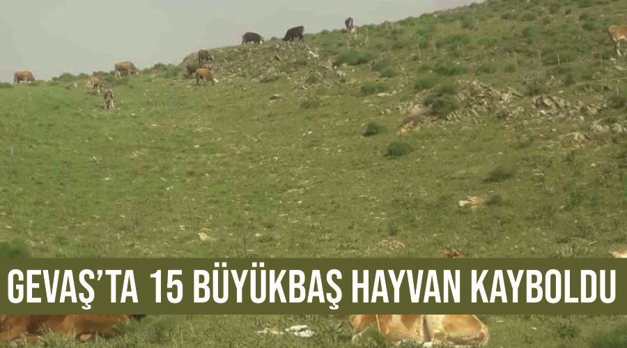 Gevaş’ta 15 büyükbaş hayvan kayboldu