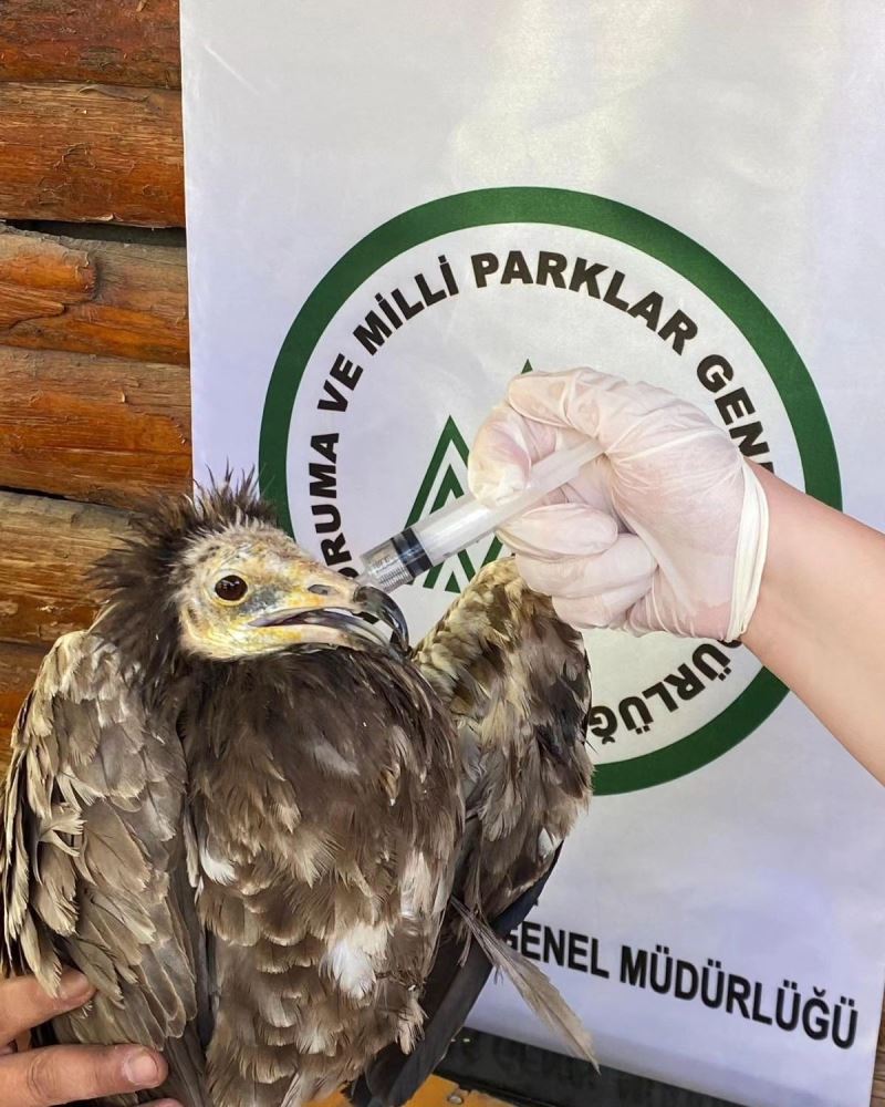 Yaralı Akbaba ve Kızıl Şahin Kars’ta tedavi altına alındı
