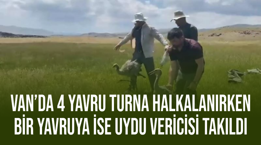 Van’da 4 yavru turna halkalanırken, bir yavruya ise uydu vericisi takıldı