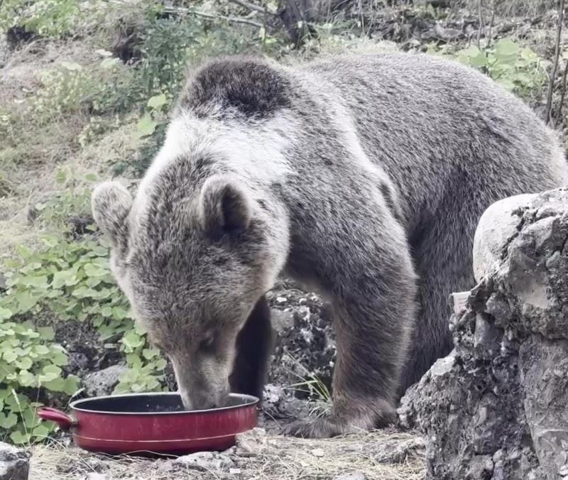 Kamp alanına gelen ayıyı vatandaşlar besliyor
