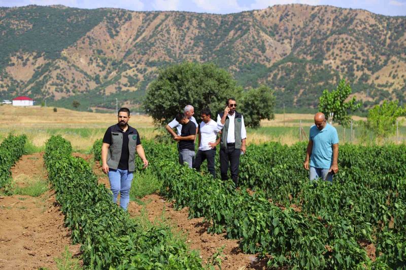 Bingöl’de sebze fideleri ile silajlık mısırlar denetlendi
