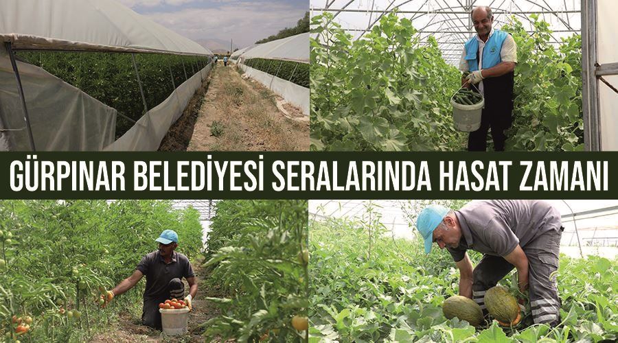 Gürpınar Belediyesi seralarında hasat zamanı