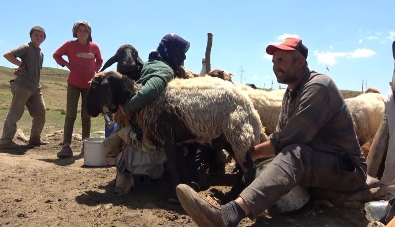 Bu yaylada kadınlar değil erkekler sağım yapıyor
