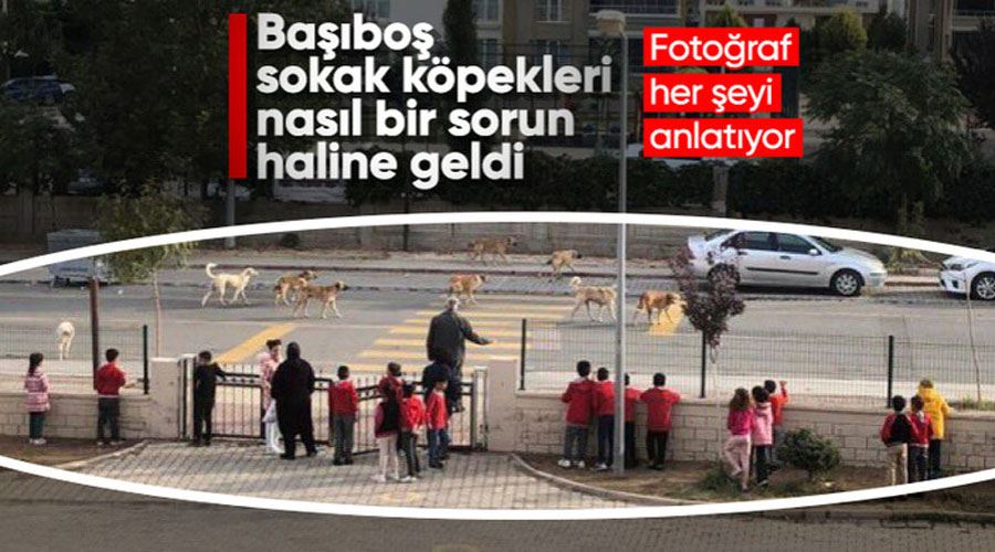 Sokak köpeği sorununu en net gösteren kare