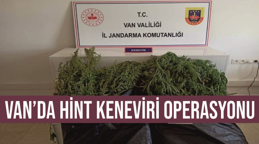 Van’da Hint keneviri operasyonu