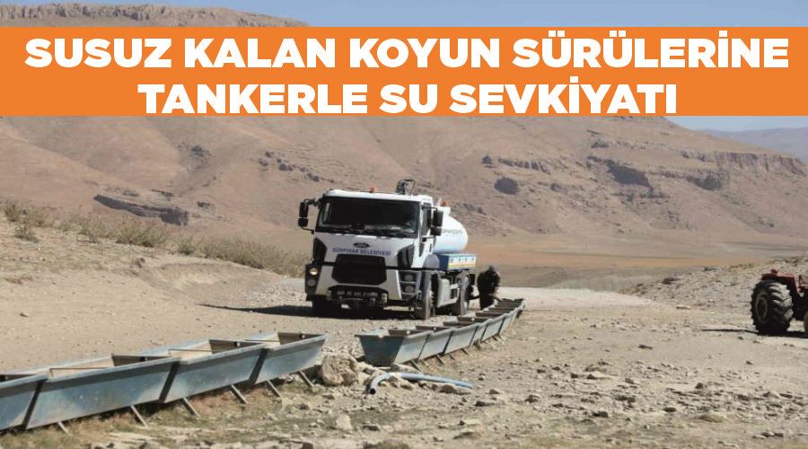 Susuz kalan koyun sürülerinin imdadına Gürpınar Belediyesi yetişiyor