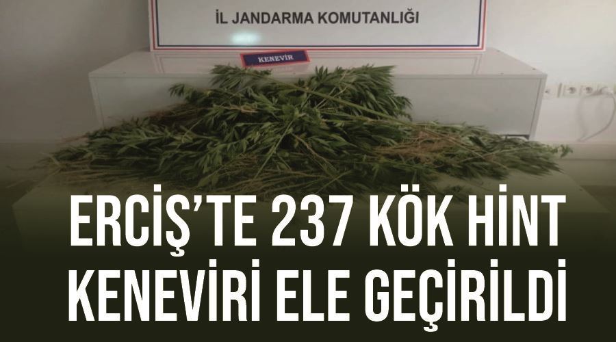 Erciş’te 237 kök Hint keneviri ele geçirildi