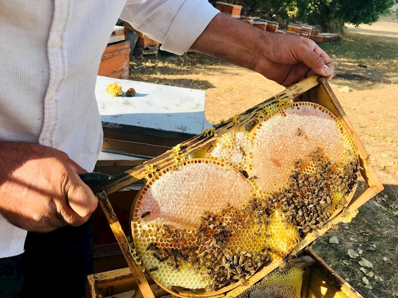 Merakla başladığı arıcılıkta, 70 kovandan binlerce kilo 