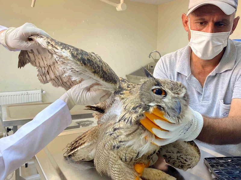 Elazığ’da yaralı bulunan kulaklı orman baykuşu tedavi altına alındı
