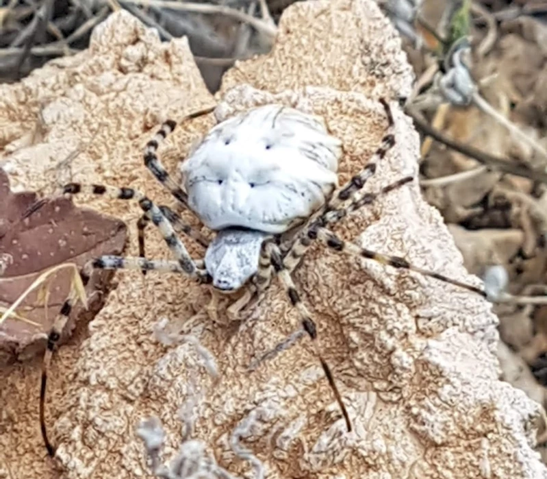 Dünyanın en zehirli örümceklerinden biri Malatya’da görüldü
