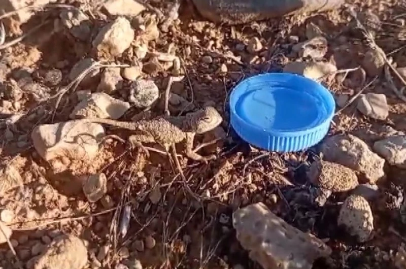 Sıcaktan bunalan yavru bozkır kelerine su verdi

