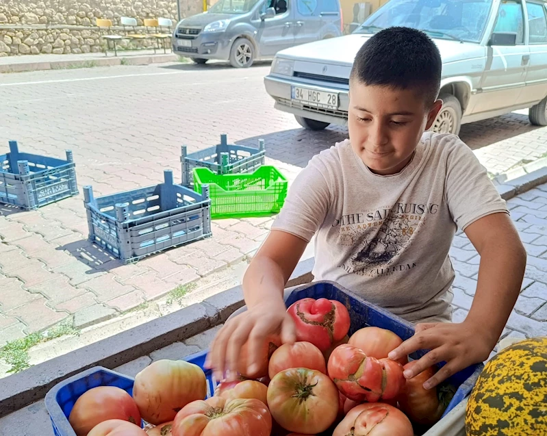 Ata tohumu organik pembe domates satarak okul harçlığını çıkartıyor
