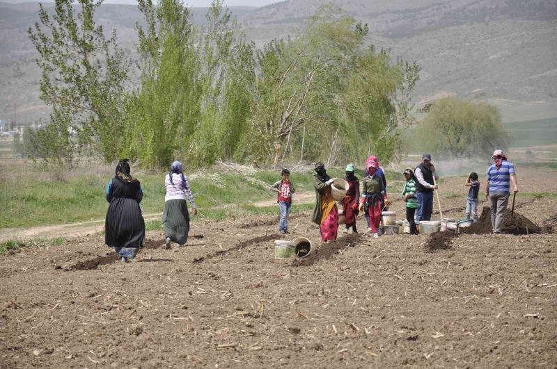 Mevsimlik tarım işçileri tarlalarda rızıklarını çıkarıyor
