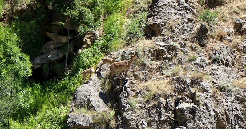 Munzur Dağlarında dağ keçileri görüntülendi
