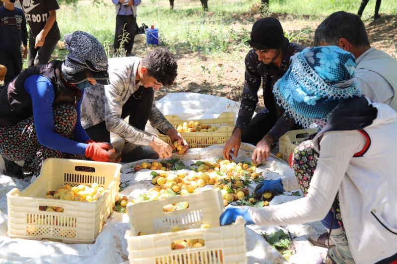 Arguvan’da kayısı hasadı devam ediyor
