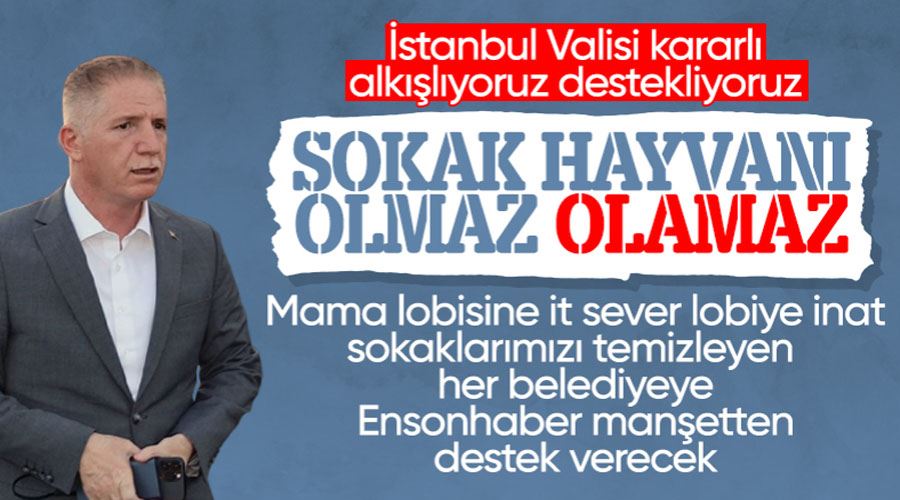 Davut Gül sokak köpeği sorununa değindi: Hayvanlar sahipli olmalı