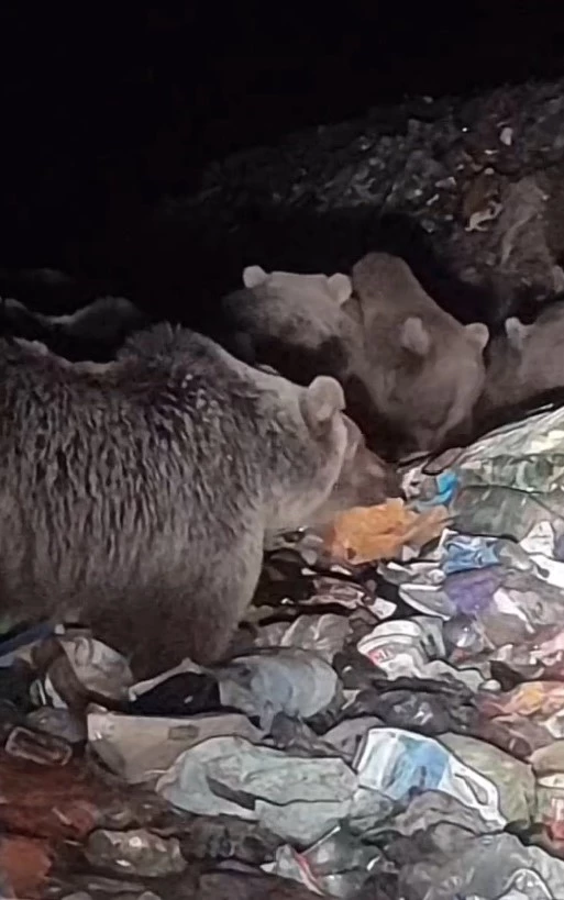 Boz ayılar kış uykusu öncesi besin depoluyor
