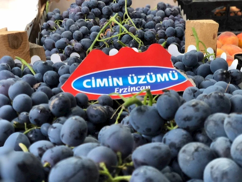 Tescilli Cimin üzümünde hasat zamanı
