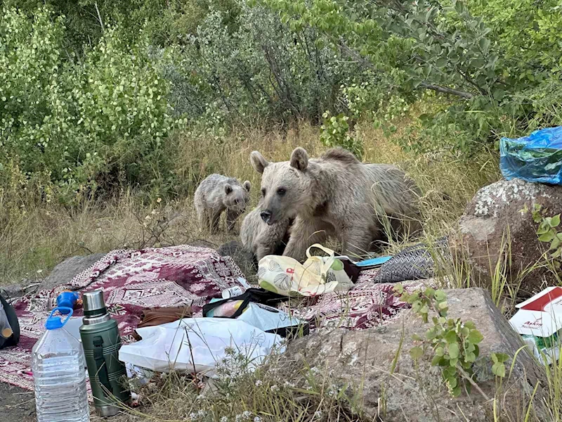 Nemrut’ta ayılar piknikçilerin sofrasına oturdu
