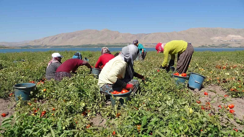 Malatya’da suların çekildiği baraj sahasında tarımsal üretim
