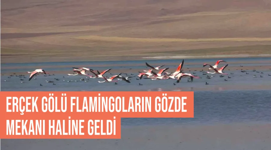 Erçek Gölü flamingoların gözde mekanı haline geldi