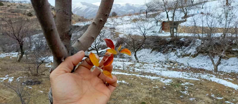 Elazığ’da elma ağacı mevsimleri şaşırdı, kış ayında yaprak verdi
