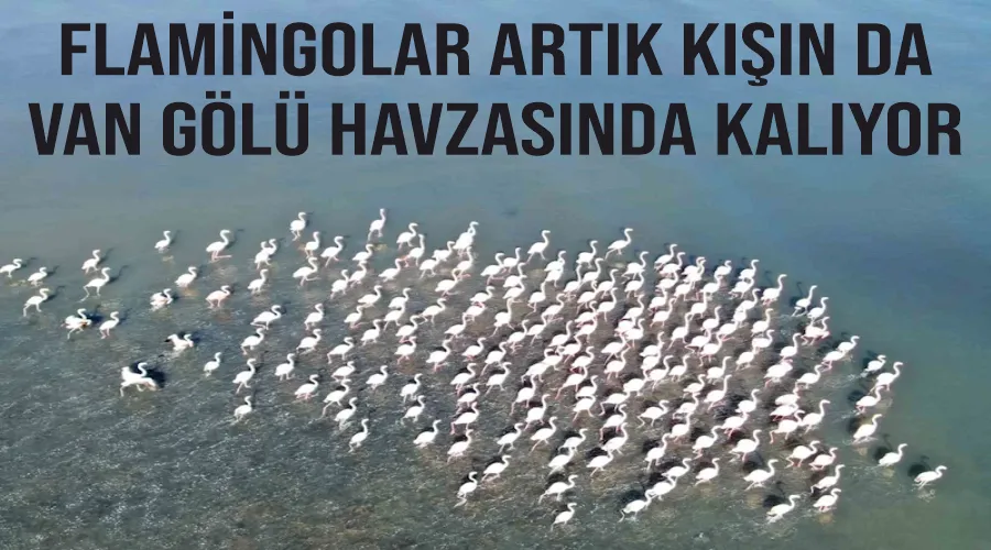 Flamingolar artık kışın da Van Gölü havzasında kalıyor