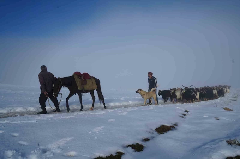 Muş’ta keçi sürüsünün kar üzerinde 4 saatlik zorlu yolculuğu güzel görüntülere sahne oldu
