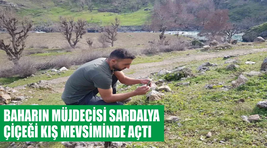 Baharın müjdecisi sardalya çiçeği kış mevsiminde açtı