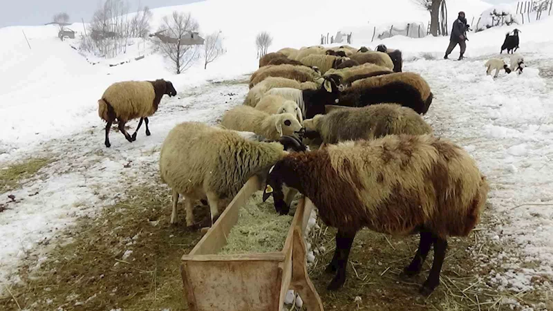 Besicilerin kış mesaisi
