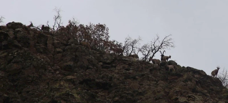 Elazığ’da yaban keçisi envanter çalışması yapıldı
