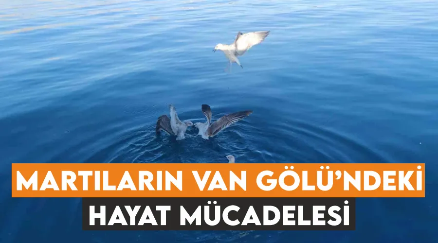 Martıların Van Gölü’ndeki hayat mücadelesi