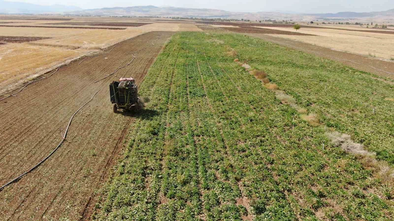 Elazığ’da 37 bin dönüm alanda pancar hasadı başladı
