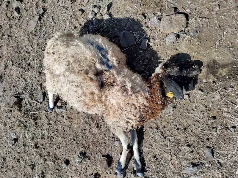 Tunceli’de kurtlar sürüye saldırdı
