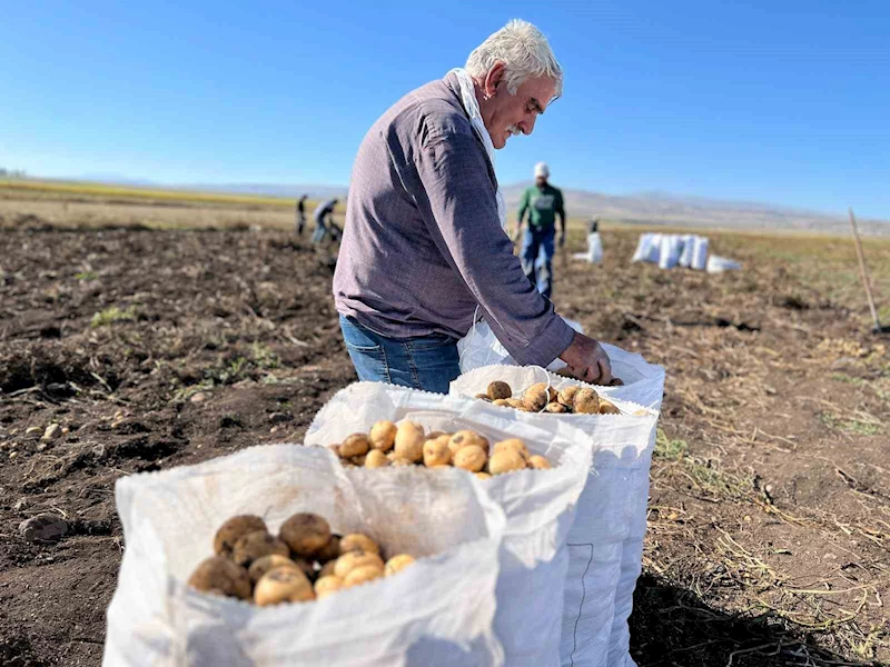 Arpaçay’da kışlık patates hasadı başladı
